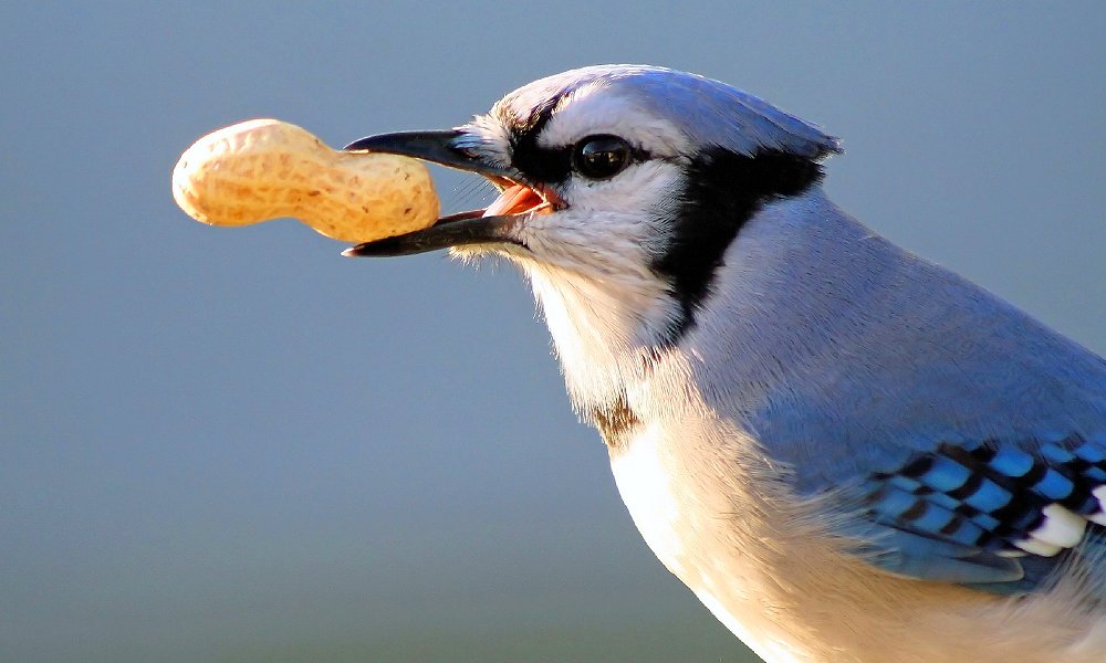 Ilustrasi burung tidak punya gigi. Foto: World Birds.